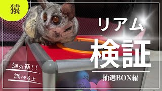 Bushbaby リアム抽選BOX検証編 [upl. by Yentruocal15]