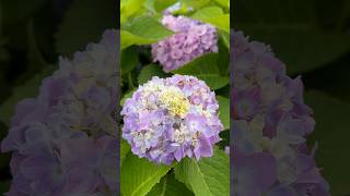 S181 Bigeaf Mophead hydrangeas in Cape Cod MA [upl. by Emmerich]