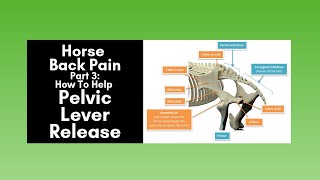 Horse Back Pain Part 3 How to Help The Pelvic Lever Release 2020 [upl. by Anala835]