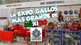 La mayor expocomercial de gallos en México I Derby Intercontinental León 2019 [upl. by Rhona]