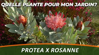 LA PROTEA ou Protea x Rosanne  Quelle Plante Pour Mon Jardin [upl. by Aphrodite151]