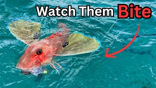 LIVE Underwater Gurnard Fishing off my Kayak  watch them bite [upl. by Rehotsirhc]