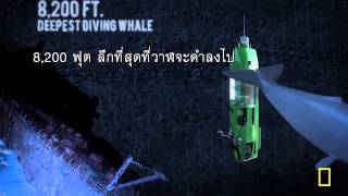 DEEPSEA CHALLENGE 3D จุดที่ลึกที่สุดของโลก ที่โลกอาจคาดไม่ถึง [upl. by Maribelle772]