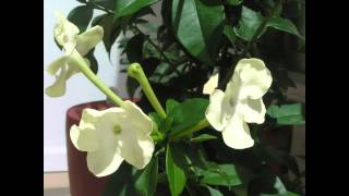 Princess of the Night Brunfelsia Lactea blooming timelapse [upl. by Zoes]