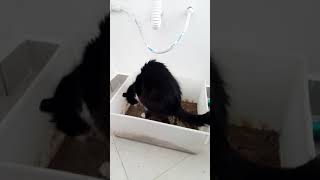 Comportamento felino com infecção no trato urinário inferior durante a micção [upl. by Chadd692]