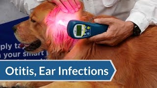 Laser Therapy Protocol Otitis amp Ear Infections  ACTIVet PRO [upl. by Gwendolyn]