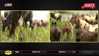 99th Annual Chincoteague Pony Swim [upl. by Hainahpez]