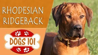 Dogs 101  RHODESIAN RIDGEBACK  Top Dog Facts About the RHODESIAN RIDGEBACK [upl. by Klemens]