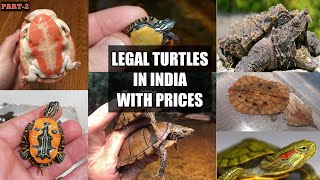 List of all legal turtles in INDIA with prices  2020  Flora And Fauna [upl. by Nnylsor652]