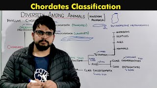 Classification of Chordates Kingdom Animalia [upl. by Starks]