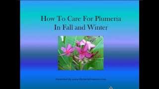 Plumeria  How to Care for Plumeria  Plumeria Care in the Fall and Winter [upl. by Ellenrahs]