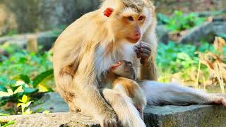 baby monkey weaning tantrums [upl. by Larsen]