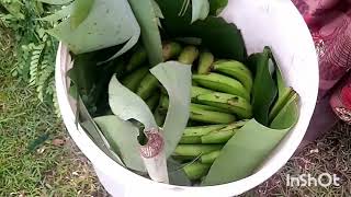 ripening bananas traditionally [upl. by Ellyn]