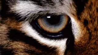 Eye of the Tiger Techno Remix [upl. by Dweck277]