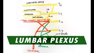 Anatomy  Lumbar Plexus [upl. by Drud]