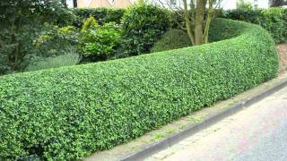 Privet Hedges For Sale 189 Each at Tn Online Plant Nursery [upl. by Ymmik]