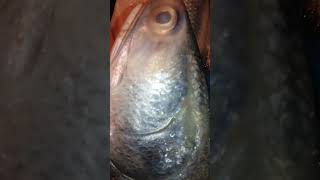 খুব সুস্বাদু বড় সাইজের ইলশে তাইরে  Salmon Fish video shorts salmonfishThreadfin fish [upl. by Akiehsal843]