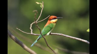 Birding Thailand JanFeb 2020 TURN THE SOUND OFF BEFORE PLAYING [upl. by Ebag]