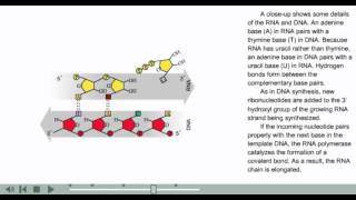 Transcription Animation  Prokaryotic transcription [upl. by Ahusoj511]