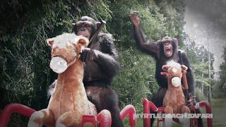 The Magnificent Lives of the Chimpanzees  Nat Geo Wild Documentary [upl. by Yand326]