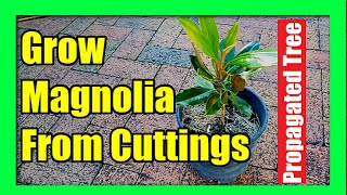 How To Grow Magnolia Tree from Cuttings  Magnolia Plant Propagation [upl. by Sitof]