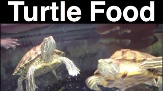 What Do Turtles Eat Feeding A Pet Turtle [upl. by Enilorak]