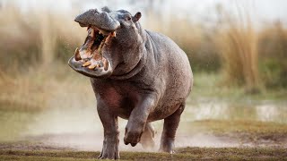 Deadly Encounters With A Hippo Africas Most Dangerous Wildlife [upl. by Conlee]