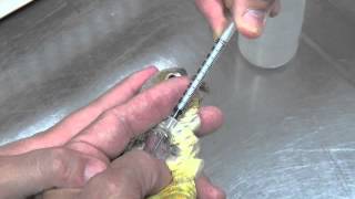 Conure Jugular Venipuncture [upl. by Phyllys602]