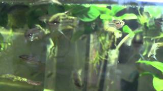 croaking gourami [upl. by Natsud]