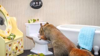 The Secret LIfe of Squirrels [upl. by Signe]