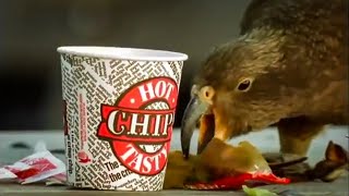 Kea Parrots Eat Fast Food  The Smartest Parrot  BBC Earth [upl. by Bolton]