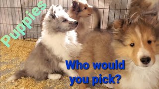 🐺 Puppies 8 weeks old Shelties Which would you pick [upl. by Nylatsyrc]