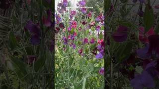 To keep your sweet peas flowering for longer  do this sweetpeainspired cutflowergarden gardening [upl. by Vallie]