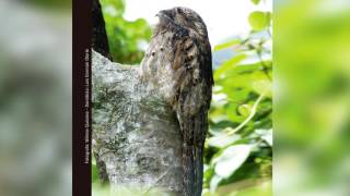 Guía Sonora de Aves  Alto San Miguel Nyctibius griseus Bienparado Común [upl. by Nashom]