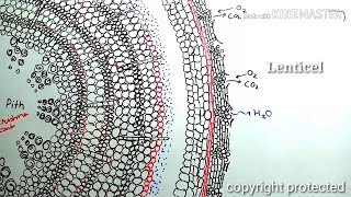 Secondary growth in plants animation [upl. by Odnaloy]