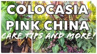 Colocasia Pink China  How to grow Amazing Tropical Leaves in your UK Garden [upl. by Yelreveb]