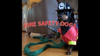 Crusoe amp Oakley Dachshund Fire Safety Dogs [upl. by Annahaj872]