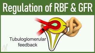 09 Regulation of GFR and RBF Glomerular Filtration Rate and Renal Blood Flow [upl. by Fahey108]