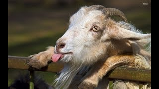 funniest Talking Goats videosfunny goat compilationfunny animal world2018 [upl. by Fiedling252]