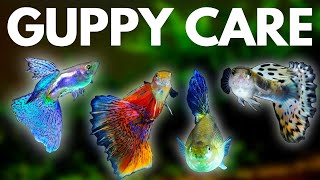 Guppy Fish Care 10 Things You Should Know About Guppies [upl. by Nawuq144]