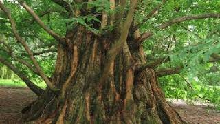 Metasequoia  and Trees with Shrubs in Spring Alexandro Querevalú  Metasequoia [upl. by Fiora]