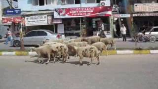 Herding sheep on a street in Turkey [upl. by Enner]