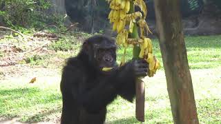 chimpanzee eating banana [upl. by Aduhey]