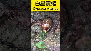 採石花菜🪸撿阿拉伯寶螺🐚漁村日常🏝️ 石花菜 寶螺 gelidium cypraeaarabica [upl. by Enimaj2]