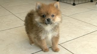 Pomeranian Puppy Talks A Big Game Barks At HUGE DOG [upl. by Nydroj62]