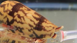 Killer Cone Snails [upl. by Randolf]