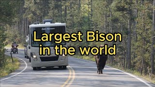 Largest Bison in the America  Bright Image [upl. by Initirb]