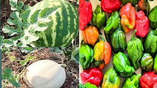 কার লাগবে🌶️ সবজি 🍉ফল 🇮🇹 ECCO LE VERDURE DEL MIO ORTO [upl. by Linzer]