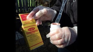 Applying Dehorning Paste On A New Calf [upl. by Sopher]