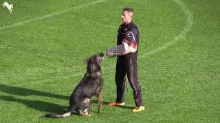 Winner 2018 WUSVWM Václav Ouška and Qvido Vepeden WM IGP World Cup C in Randers Denmark [upl. by Benzel478]